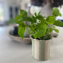 Load image into Gallery viewer, The handmade daisy planter from Sea Bramble Ceramics sat on a white kitchen counter with a plant of peppermint 