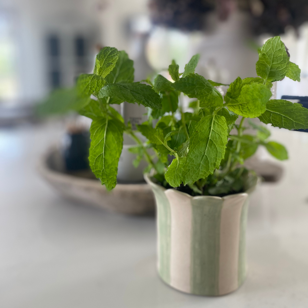 The handmade daisy planter from Sea Bramble Ceramics sat on a white kitchen counter with a plant of peppermint 