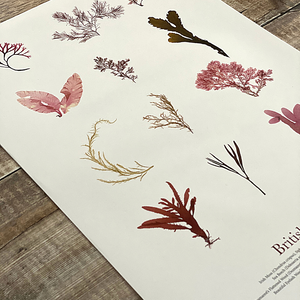 British Seaweed Poster  - Molesworth & Bird