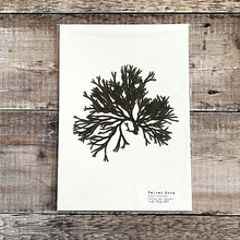 Load image into Gallery viewer, British Seaweed Print - Velvet Horn