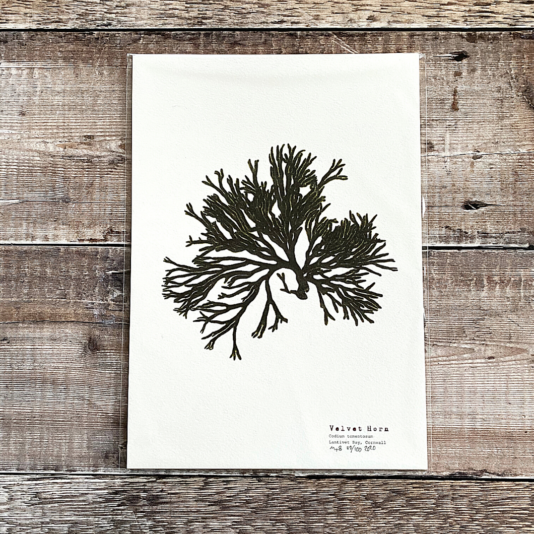 British Seaweed Print - Velvet Horn