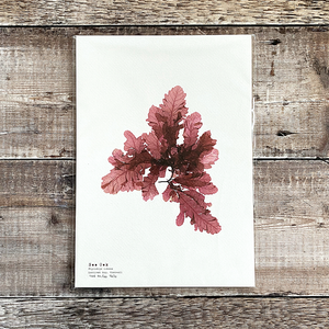 British Seaweed Print - Sea Oak by Molesworth & Bird