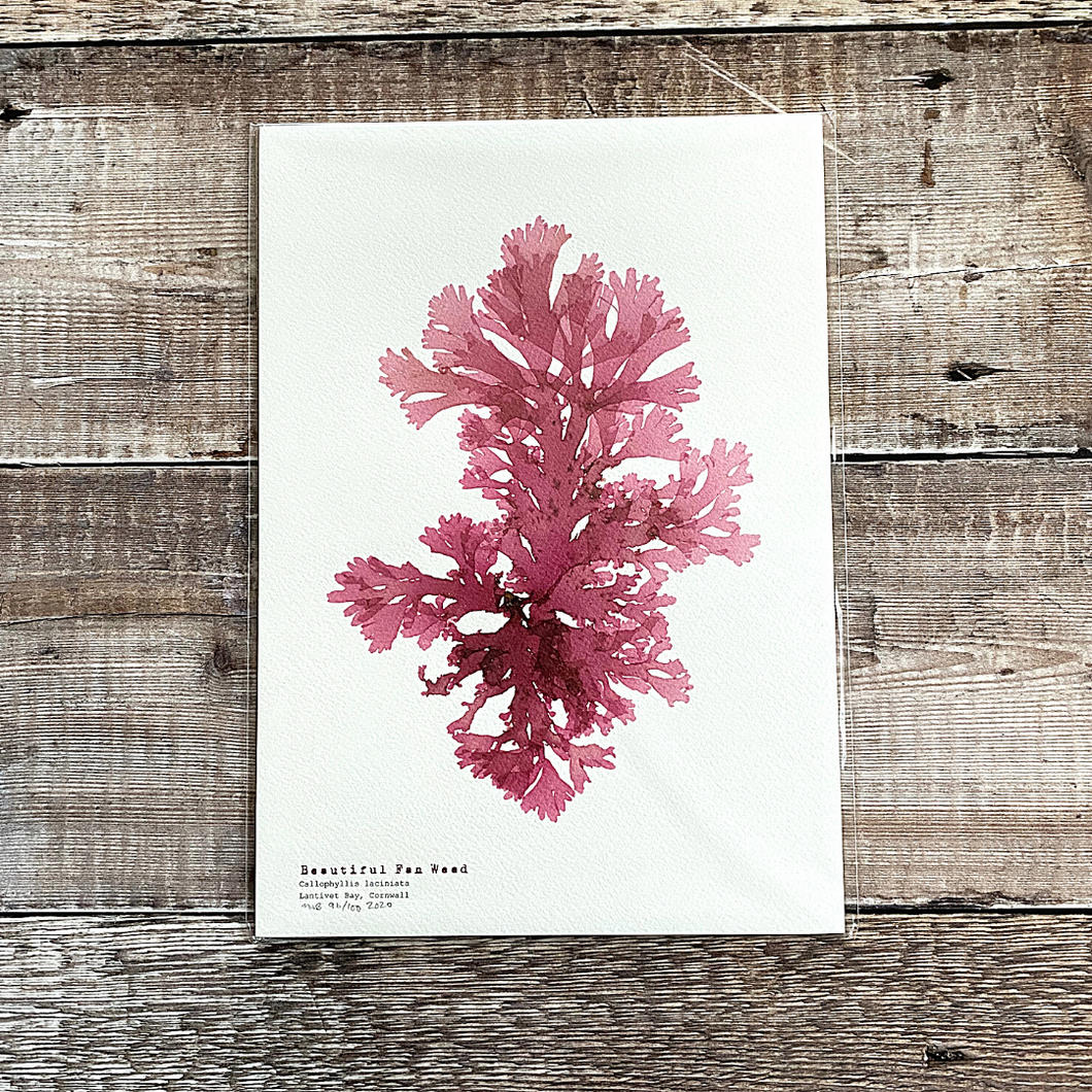 Beautiful Fan Weed - British Seaweed Print by Molesworth & Bird
