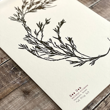 Load image into Gallery viewer, Sea Oak - Hand Pressed British Seaweed A4 Print