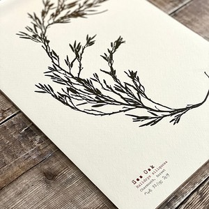 Sea Oak - Hand Pressed British Seaweed A4 Print