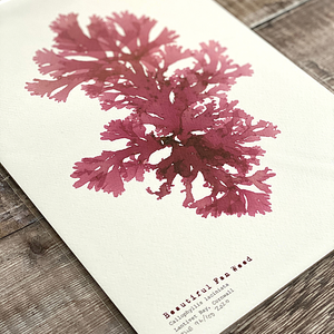 Beautiful Fan Weed - British Seaweed Print by Molesworth & Bird