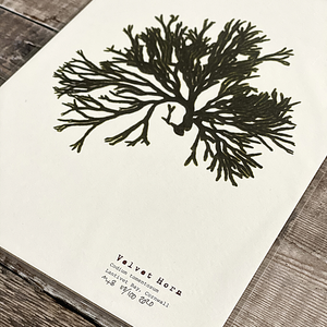 British Seaweed Print - Velvet Horn