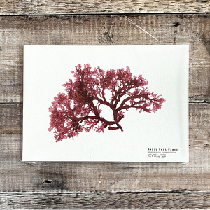 Hand Pressed British Seaweed Print - Berry Wart Cress