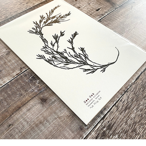 British Seaweed Print - Egg Wrack