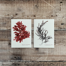 Load image into Gallery viewer, A Set of 12 x British Seaweed Postcards