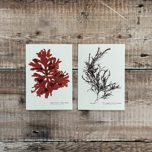 A Set of 12 x British Seaweed Postcards