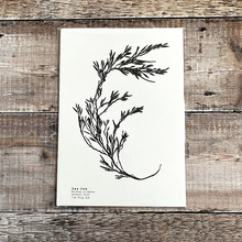 Load image into Gallery viewer, Sea Oak  - Hand Pressed British Seaweed A4 Print