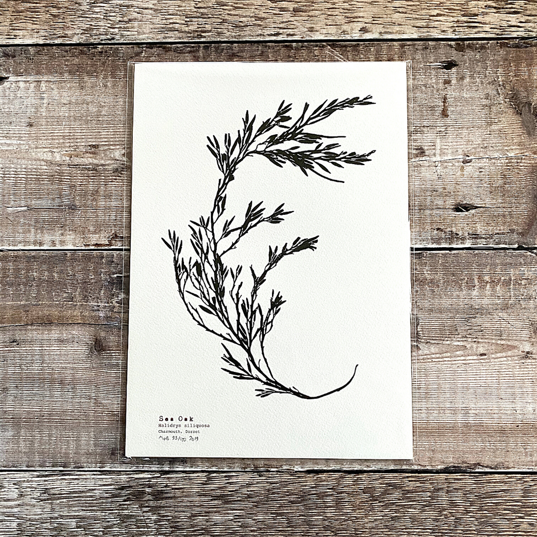 Sea Oak  - Hand Pressed British Seaweed A4 Print